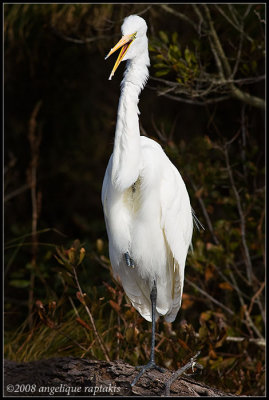 _ADR0027 karate kid egret wf.jpg