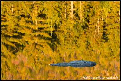 _ADR4915 fall reflections rock cwf.jpg