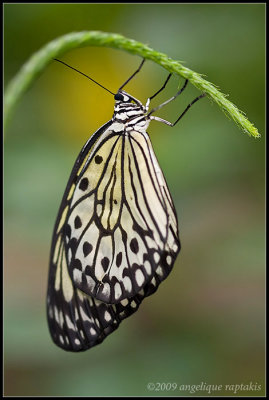 _MG_1180 butterfly wf.jpg