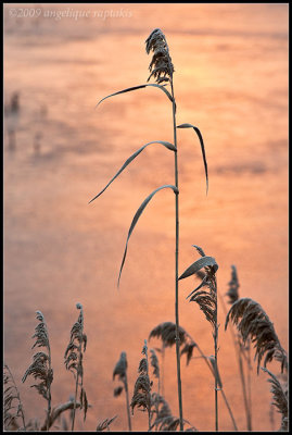 _ADR2225 grasses cwf.jpg