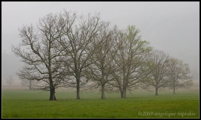 _ADR0887 foggy trees wf.jpg