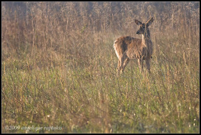 _ADR0209 deer wf.jpg