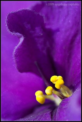 _MG_9782 african violet wf.jpg