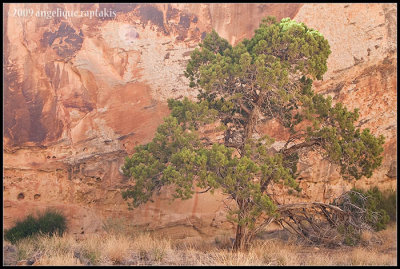 _ADR6795 canyon wall tree wf.jpg