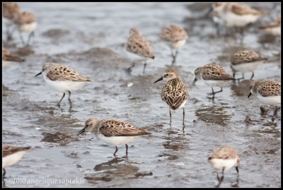 _ADR8890 semipalmated sandpiper w.jpg