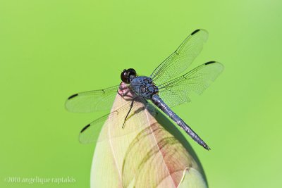_ADR1035 dragonfly wf.jpg