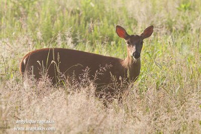 _ADR9546 deer w.jpg