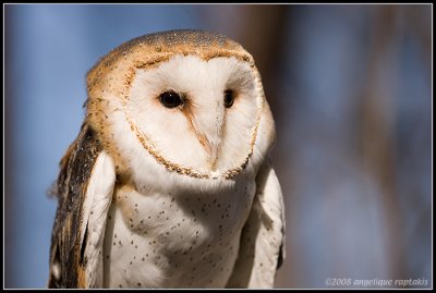  The Raptor Conservancy of Virginia