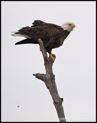 28 february 2008