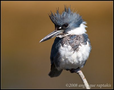 _MG_5298 kingfisher 14x11 wf.jpg