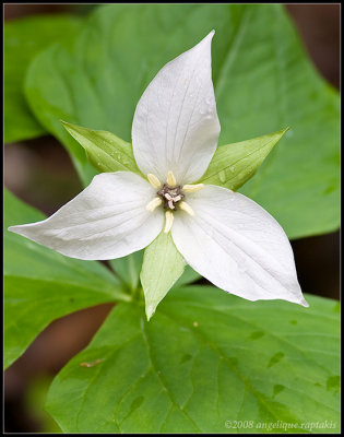 _ADR0954 trillium c2wf.jpg