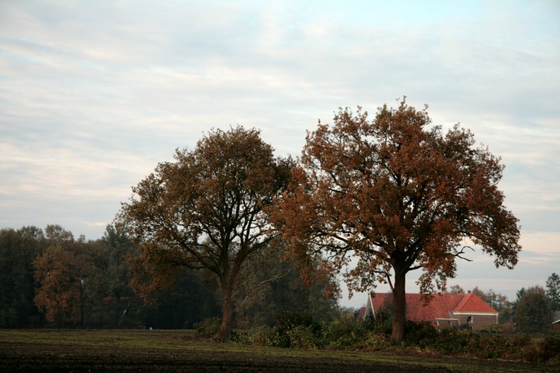 Haarlo Erve Veldink