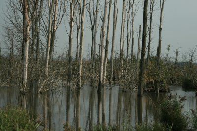 Drowned land