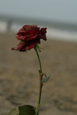 a rose on the beach