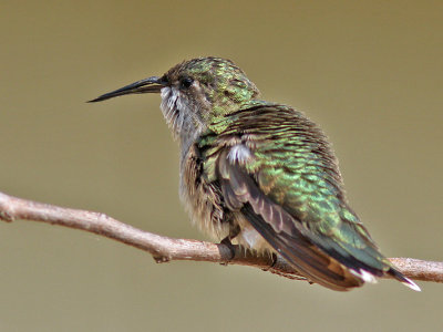 hummer-brokenbeak8054.jpg