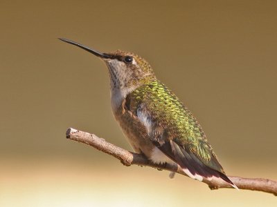 hummingbird7995.jpg