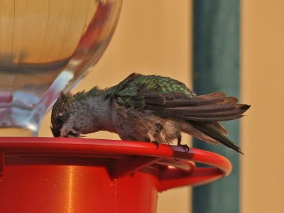 hummer-badbeak8122.jpg