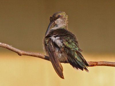 hummer-badbeak8155.jpg