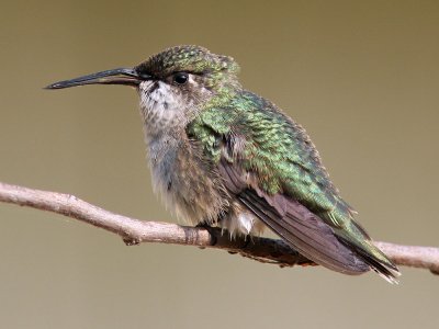 hummer-brokenbeak8038a.jpg