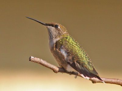hummingbird7995a.jpg