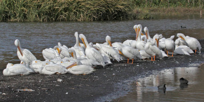 pelicans1600-0642.jpg