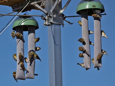 goldfinch2383.jpg