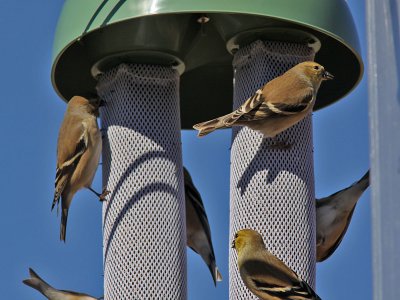 goldfinch2324.jpg