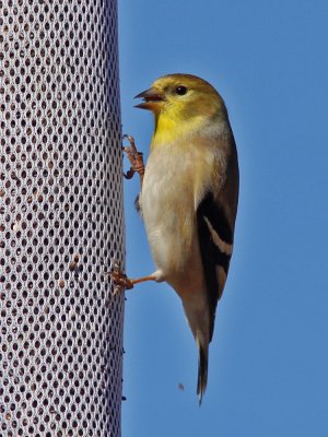 goldfinch2262.jpg