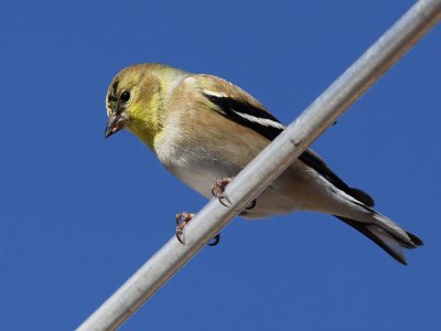 goldfinch2346.jpg