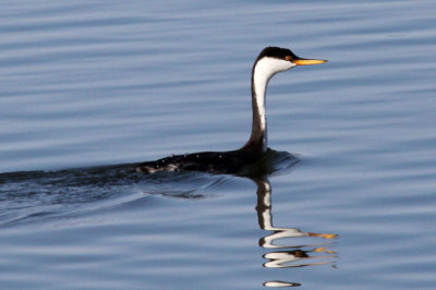 grebe-western7306a.jpg