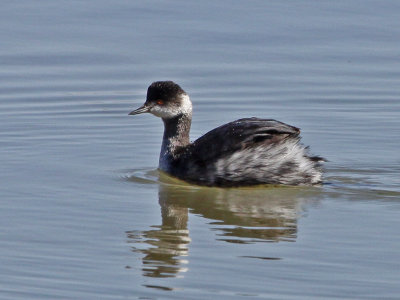 grebe-eared7727a.jpg