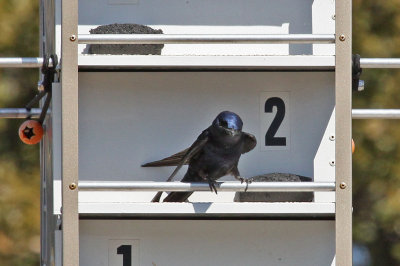 purplemartin8355a.jpg