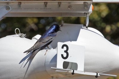 purplemartin8363a.jpg