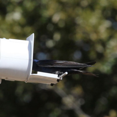 purplemartin8404a.jpg