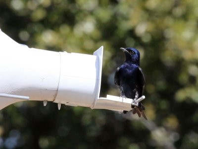 purplemartin8419a.jpg