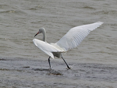 egret-reddish6542.jpg