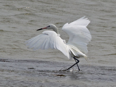 egret-reddish6543.jpg