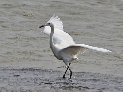 egret-reddish6545.jpg