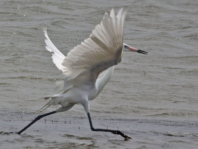 egret-reddish6549.jpg