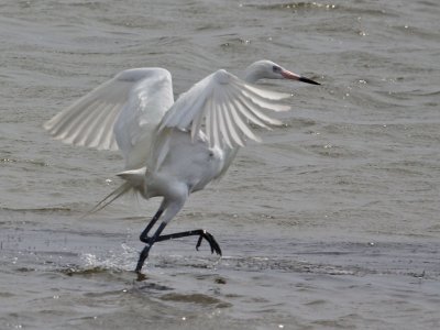 egret-reddish6550.jpg