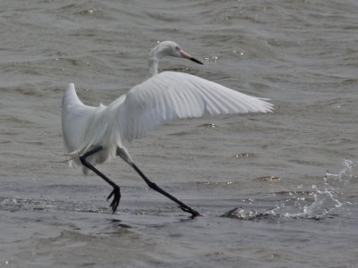 egret-reddish6551.jpg