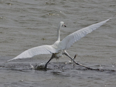 egret-reddish6552.jpg