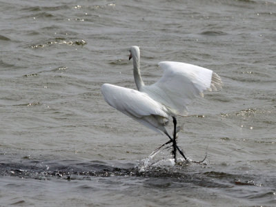 egret-reddish6554.jpg