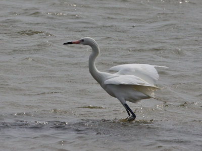 egret-reddish6555.jpg