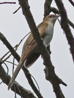 cuckoo-blackbilled3483.jpg