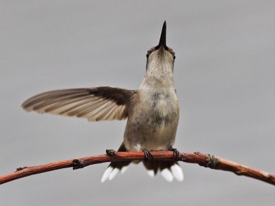 hummingbird3596.jpg