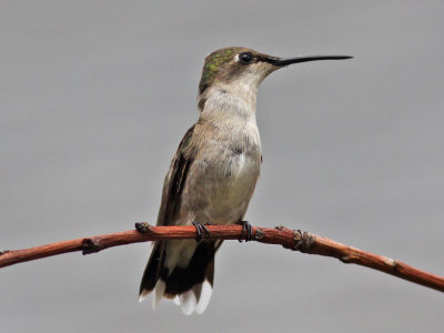 hummingbird3600.jpg