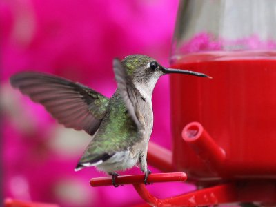 hummingbird3619.jpg