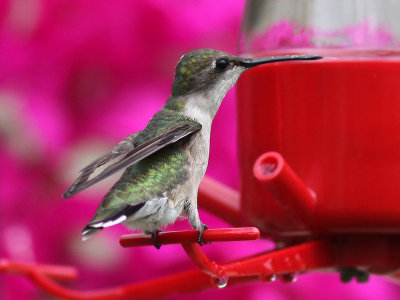 hummingbird3620.jpg