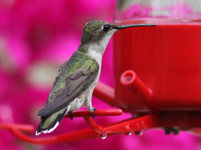 hummingbird3621.jpg